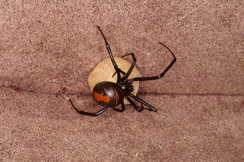 Latrodectus_hasselti_D7212_Z_89_Alexandra hills Brisbane_Australie.jpg